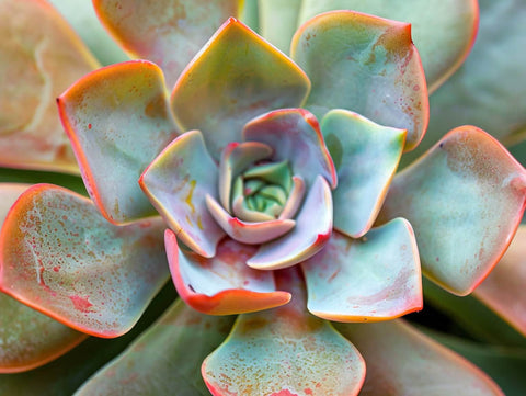 Colorful Succulent Cactus